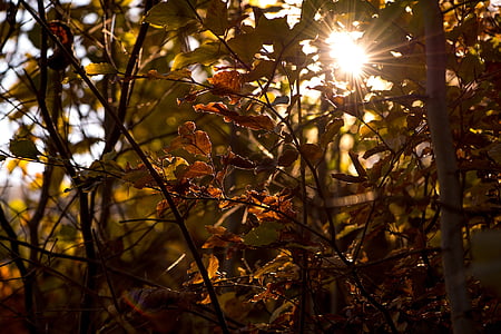 photography of dried leaves thumbnail