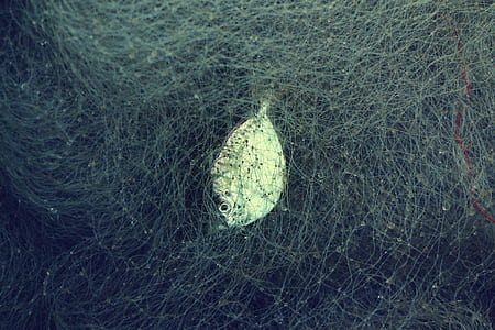 gray pet fish thumbnail