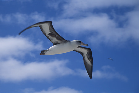 white bird flying during daytime thumbnail