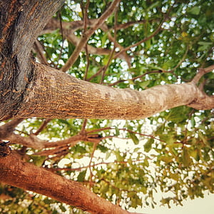tree branch with leaves thumbnail