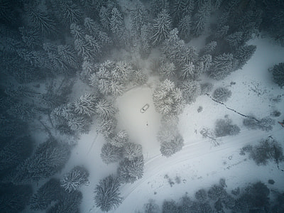 bird's eye view of forest surrounded by snow thumbnail