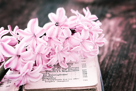 close-up photography of pink petaled flowers on opened book thumbnail