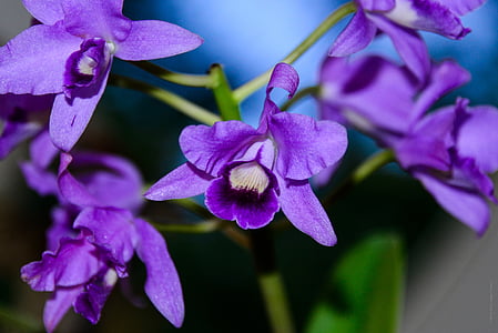 macro photography of purple boat orchid flowers thumbnail