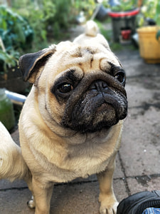 selective focus photo of fawn pug during daytime thumbnail