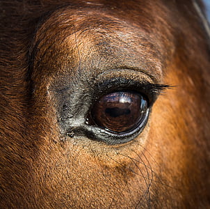 selective focus photography of animal's eye thumbnail