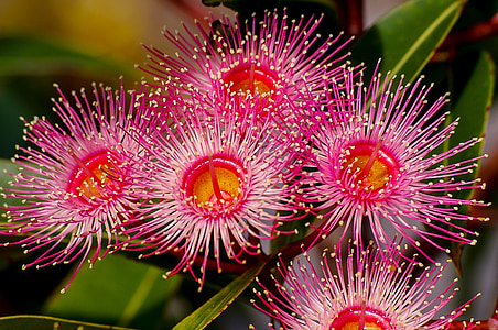 pink and white petaled flower thumbnail