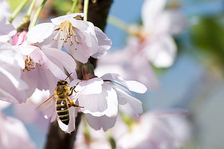 selective focus photography of honeybee perching on white flower thumbnail