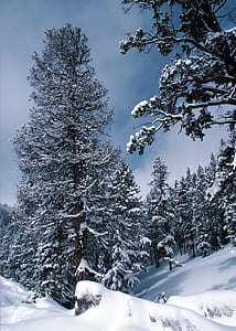 tall pine trees covered on snow thumbnail