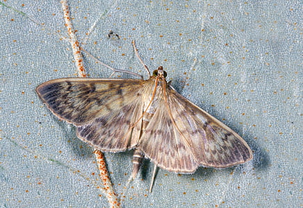 close up photo of brown moth thumbnail