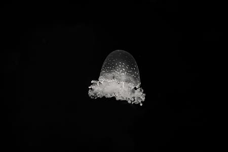 grayscale photo of jellyfish thumbnail