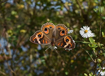 common buckeye butterfly selective focus photography thumbnail