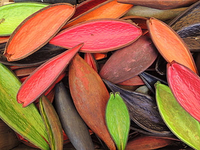 bunch of cacao shells thumbnail