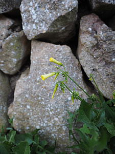 Blue Green Tobacco, Nicotiana Glauca thumbnail