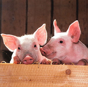 two pink piglets thumbnail