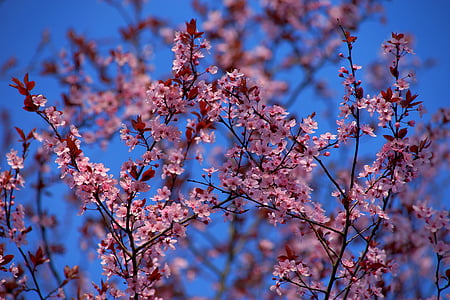 pink Sakura blossoms under blue sky thumbnail