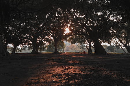 photography of green leafed trees at golden hour thumbnail