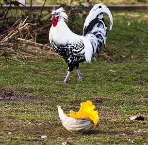 white and black rooster on green grass field thumbnail