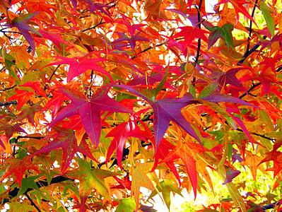 maple tree thumbnail