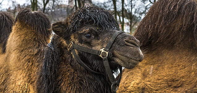 close-up photography of brown camel thumbnail