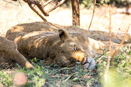gray and white lion lying on green grass at daytime thumbnail