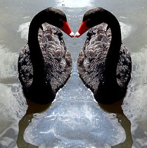 two black swans on body of water thumbnail