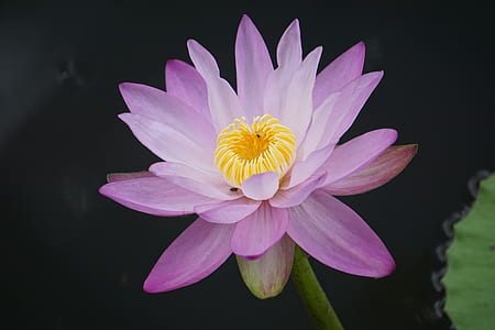 purple waterlily in close-up photography thumbnail