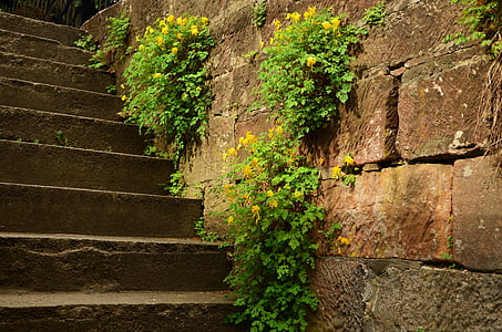 green leaf plant on staircase thumbnail
