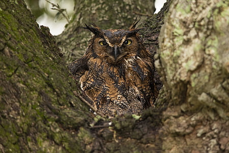 brown and black owl thumbnail