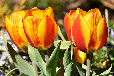 tulips outdoor during daytime thumbnail
