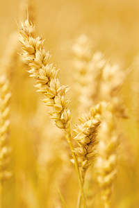 brown grains closeup photography thumbnail