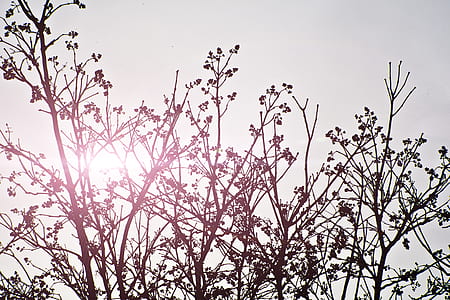 silhouette photography of trees under clear blue sky during daytime thumbnail