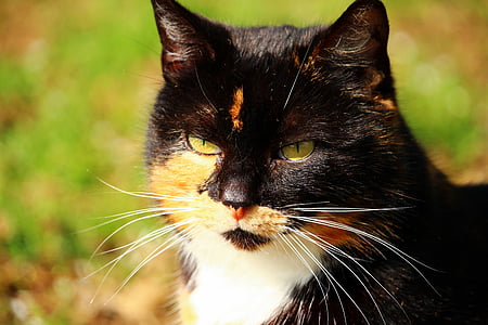 closeup photography of calico cat thumbnail