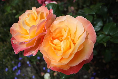 two yellow-and-pink petaled flowers thumbnail