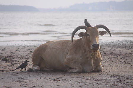 brown bow laying on seashore thumbnail