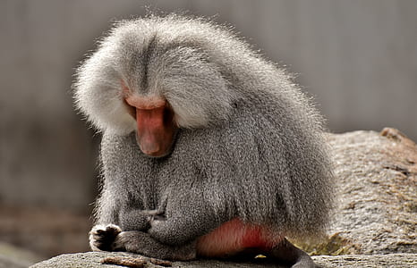 gray monkey thumbnail