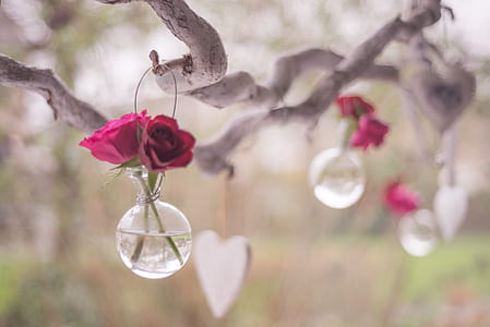 love, roses, celebrate, vases thumbnail