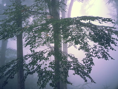 green forest with mist thumbnail