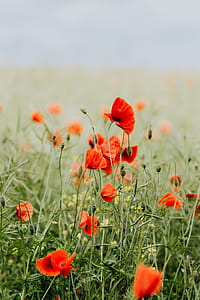 A field of Red Poppies thumbnail