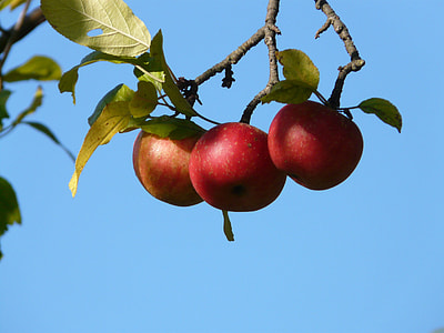 low angle photography of three red apple fruits thumbnail