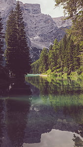 green leafed forest near body of water thumbnail