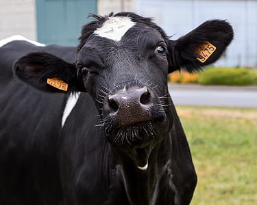 black cow during daytime thumbnail
