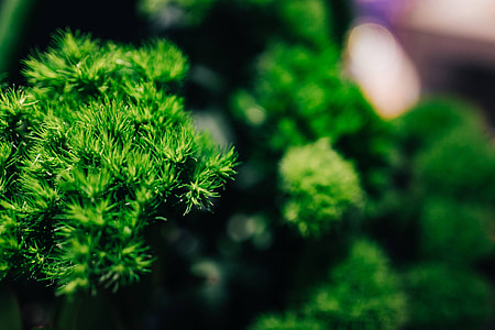 Close-ups of flowers and plants thumbnail