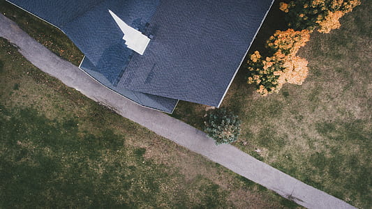 aerial view of yellow petaled flowers thumbnail