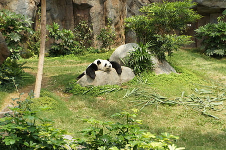 panda lying on rock thumbnail