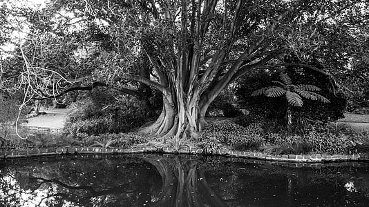 grayscale photo of tree near body of water thumbnail