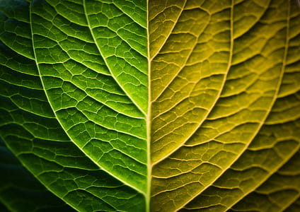 Green Leaf Illustration thumbnail