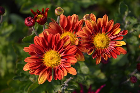 orange and red multi-petaled flowers in focus photography thumbnail