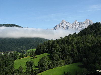 green pine trees thumbnail
