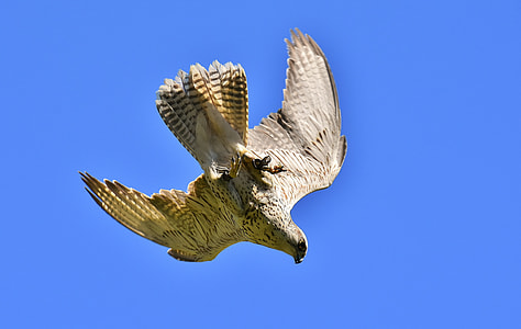 Falcon, Bird Of Prey thumbnail