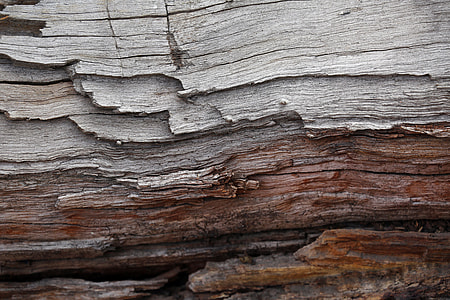 brown and gray tree trunk thumbnail